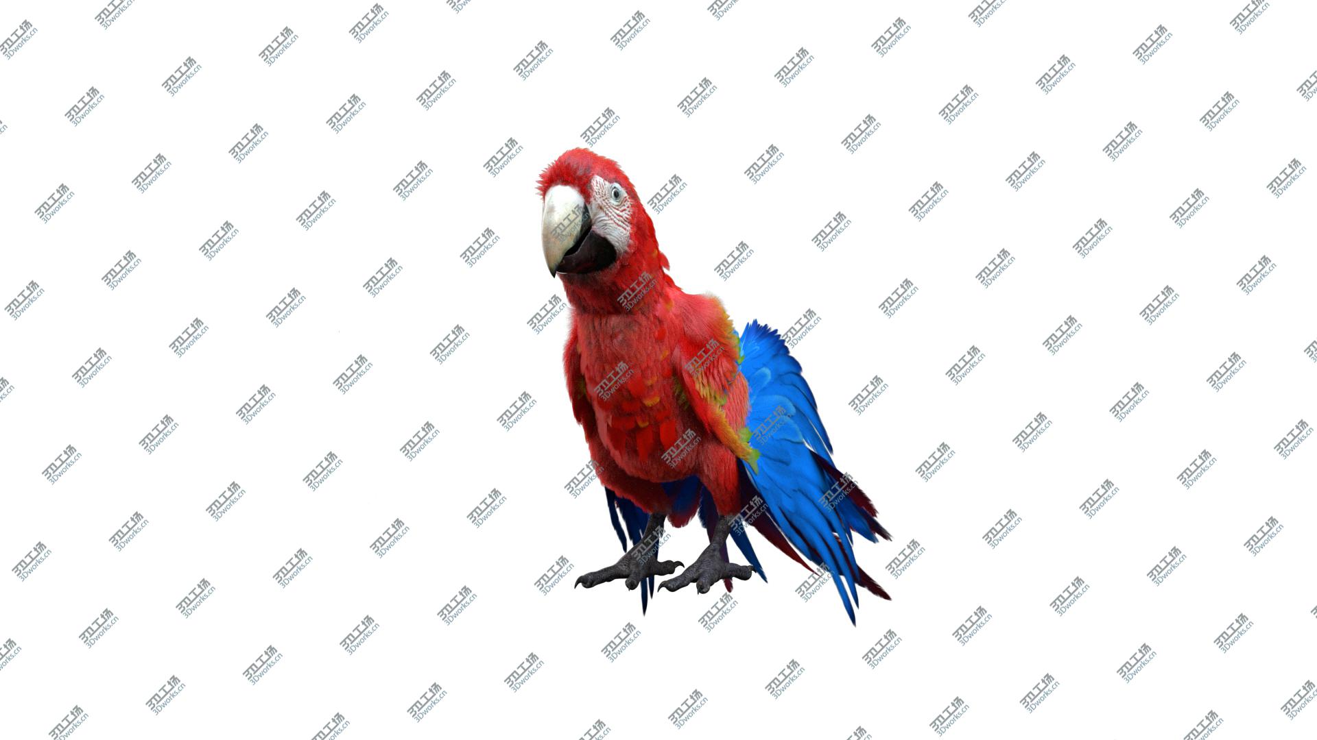 images/goods_img/20210113/3D Scarlet Macaw Parrot Fur Animated Rigged model/4.jpg